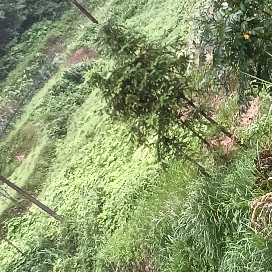 张毛狗穷游江西