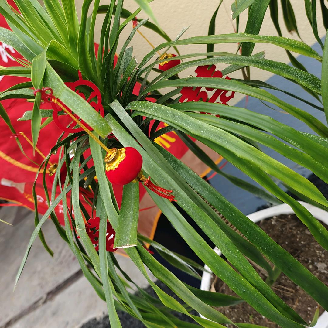 周姐有个好儿媳妇🌹🌹🌹🌹