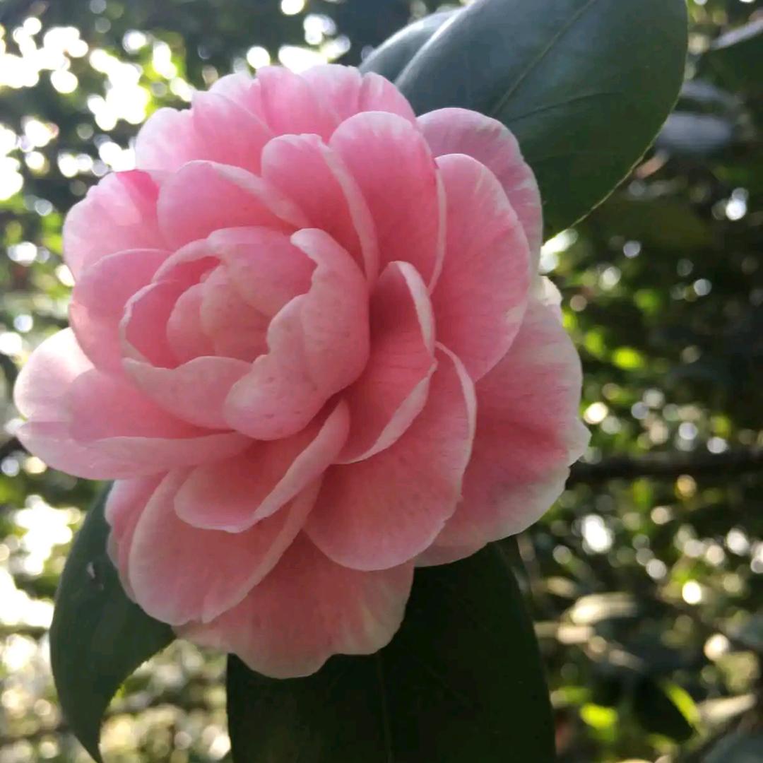 昙花一现