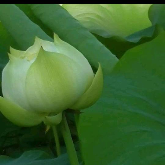 晨曦☘️