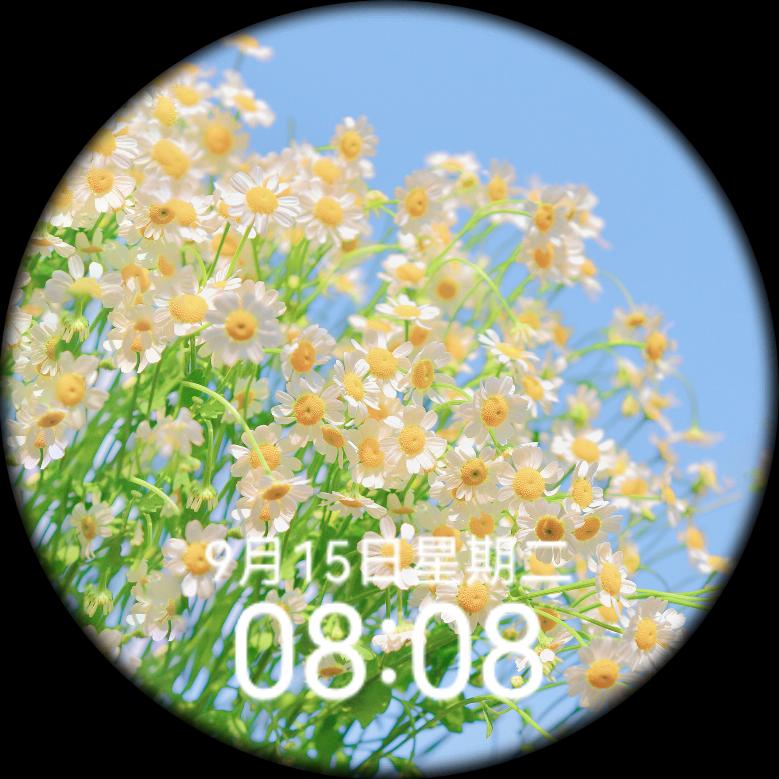 蒲公英。