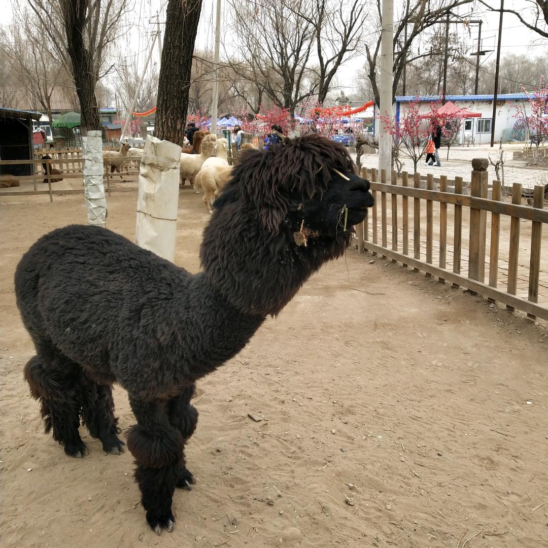 小杨