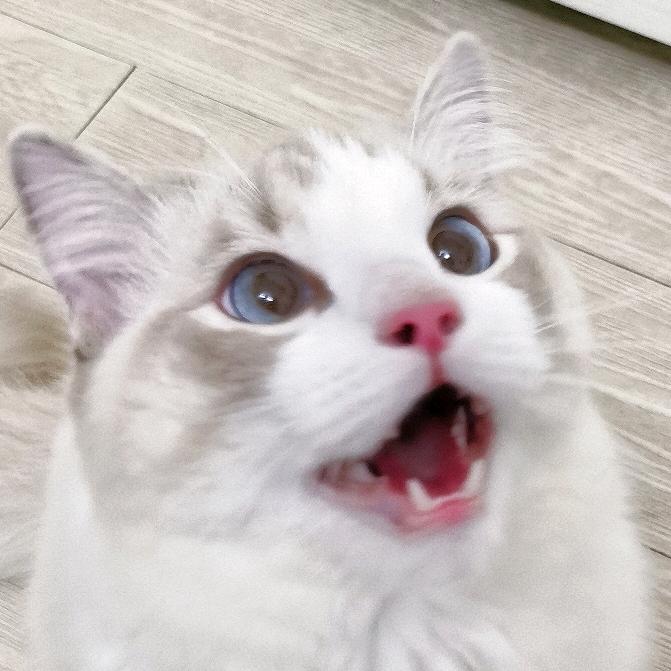 鹿妹儿 ๑