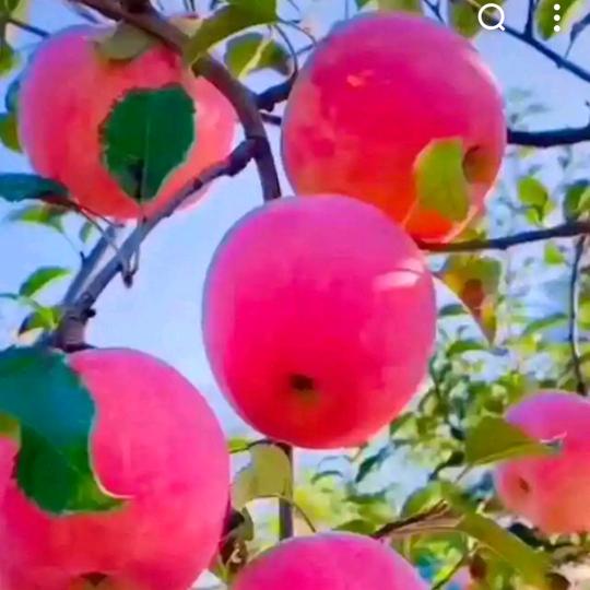 野果