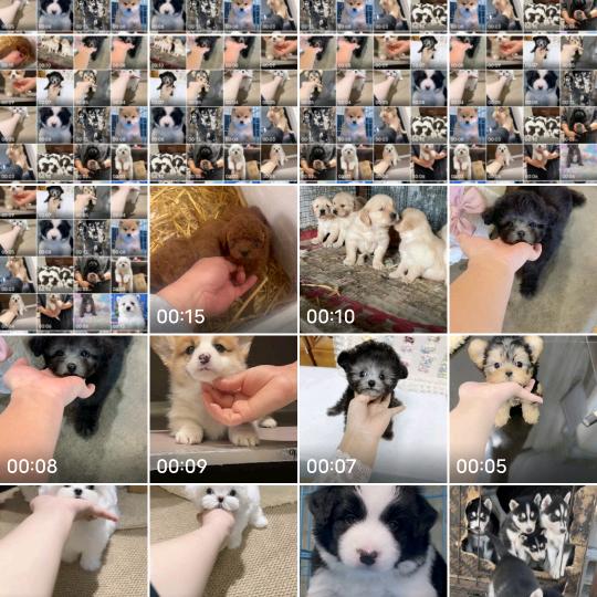 商河瑞祥犬业，温柔养野狗