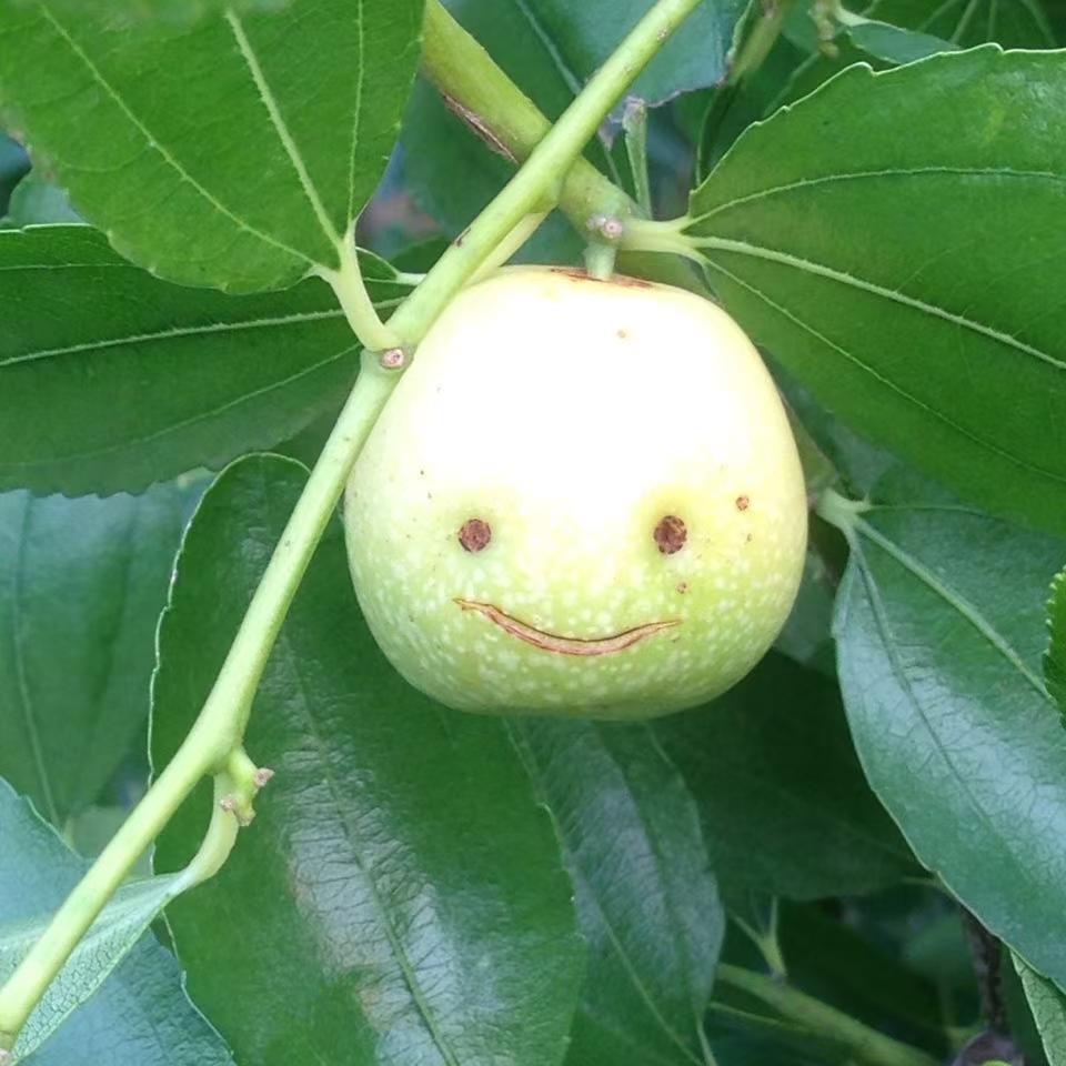 芽变脆甜大金丝.芽变脆甜大酸枣。