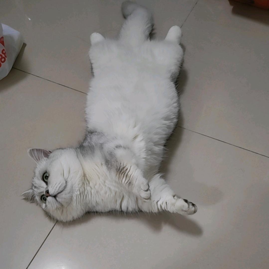 臭宝