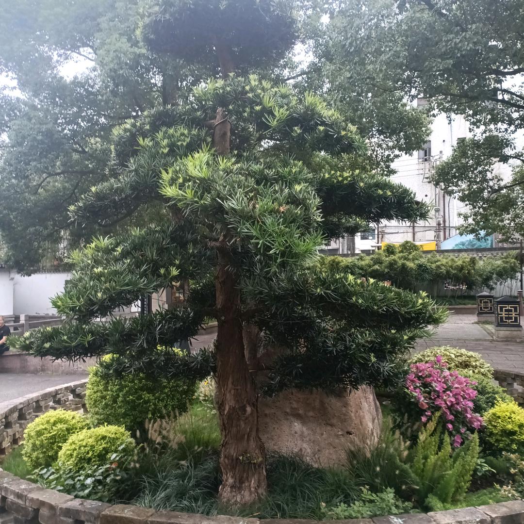 云淡轻风☁️
