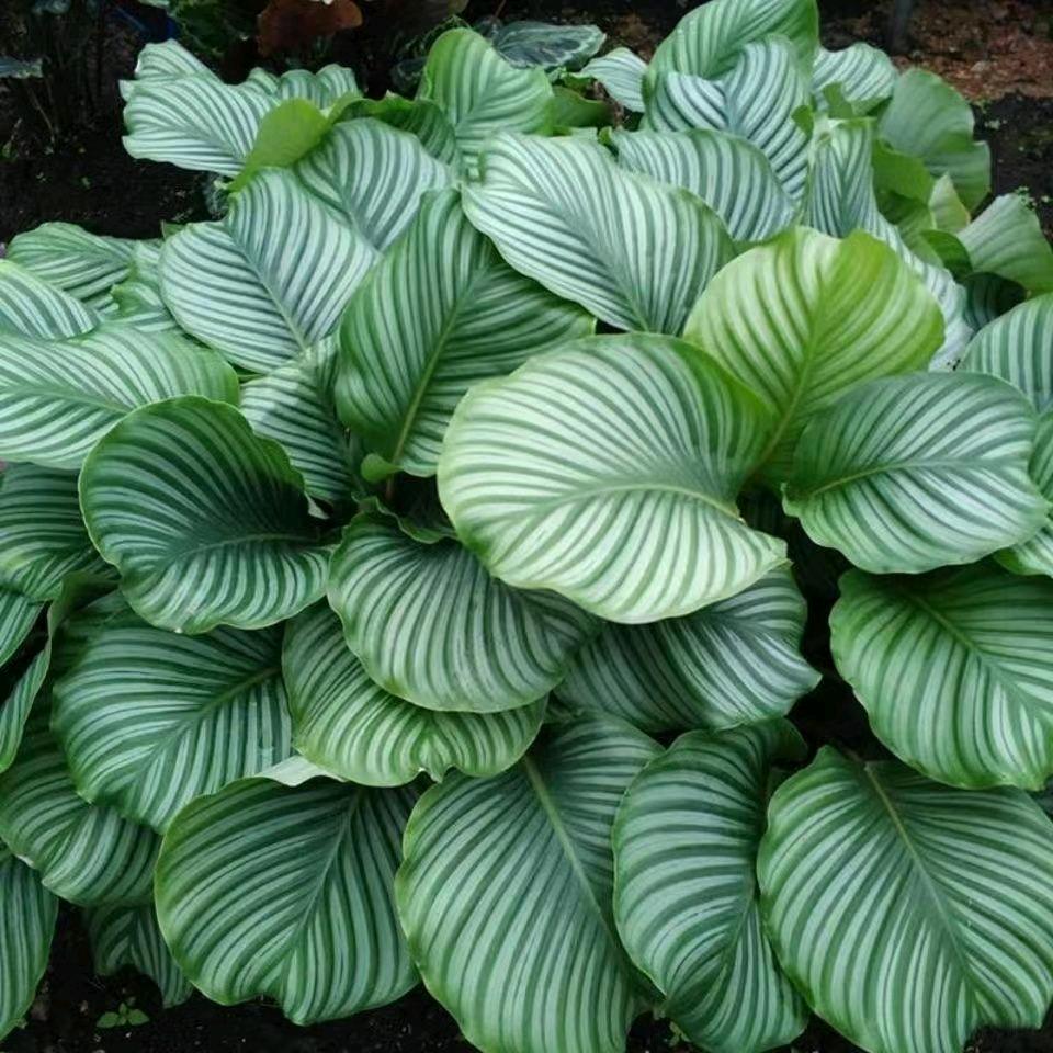 宜景家和花卉园艺