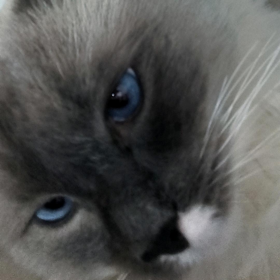 悬崖边上的格桑花