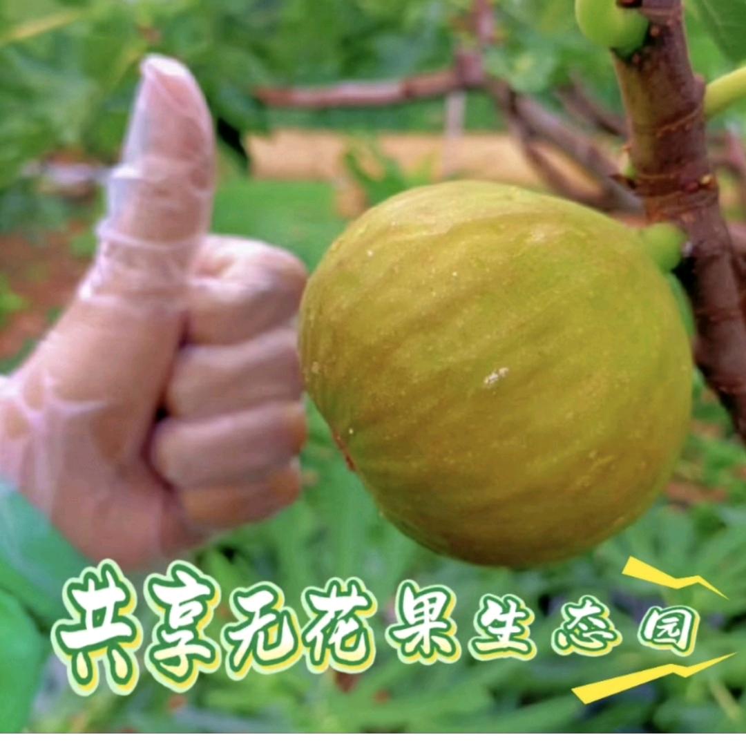 晨跑的无花果