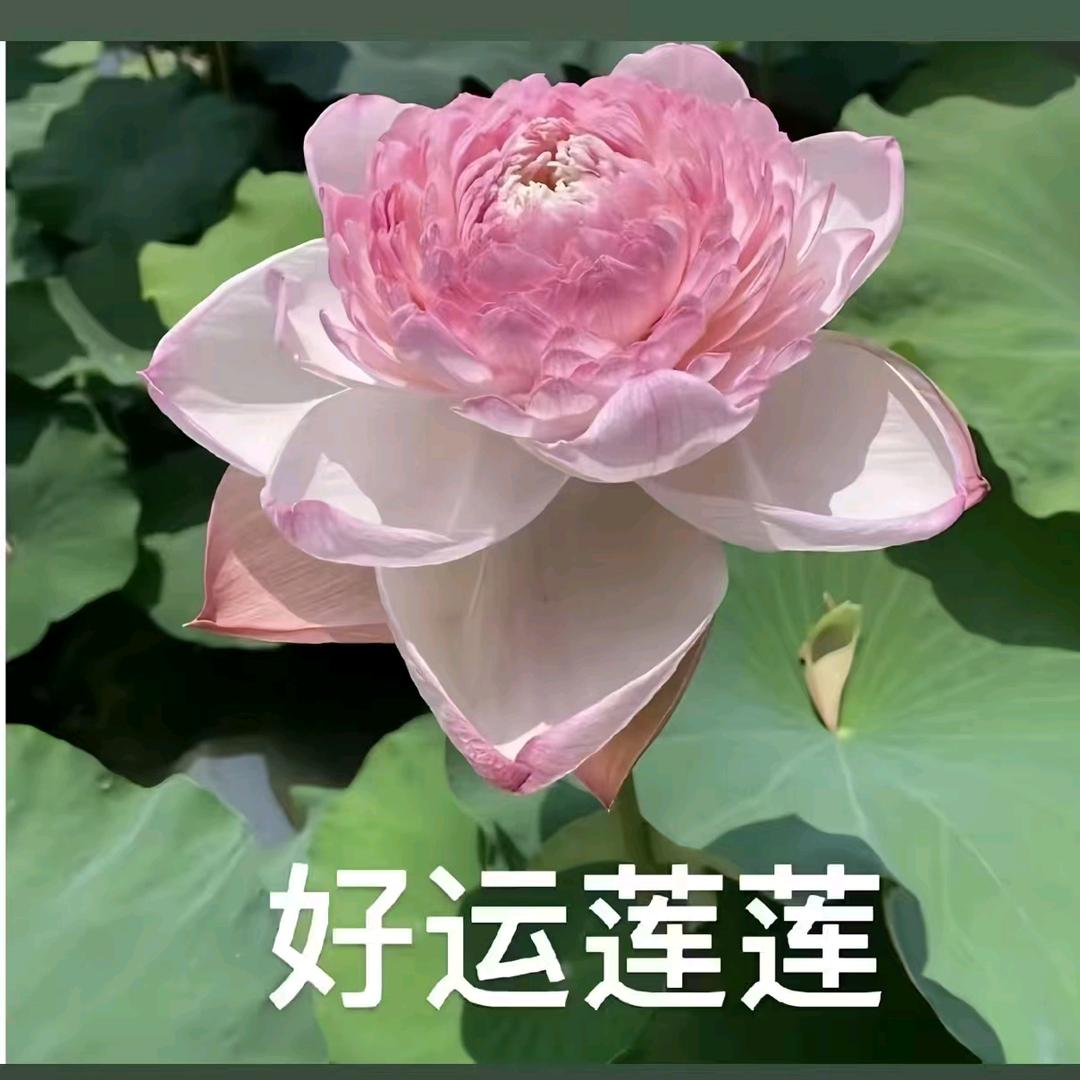 好运莲莲