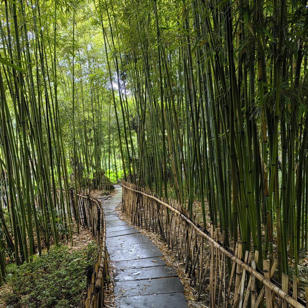 顾官屯张老师