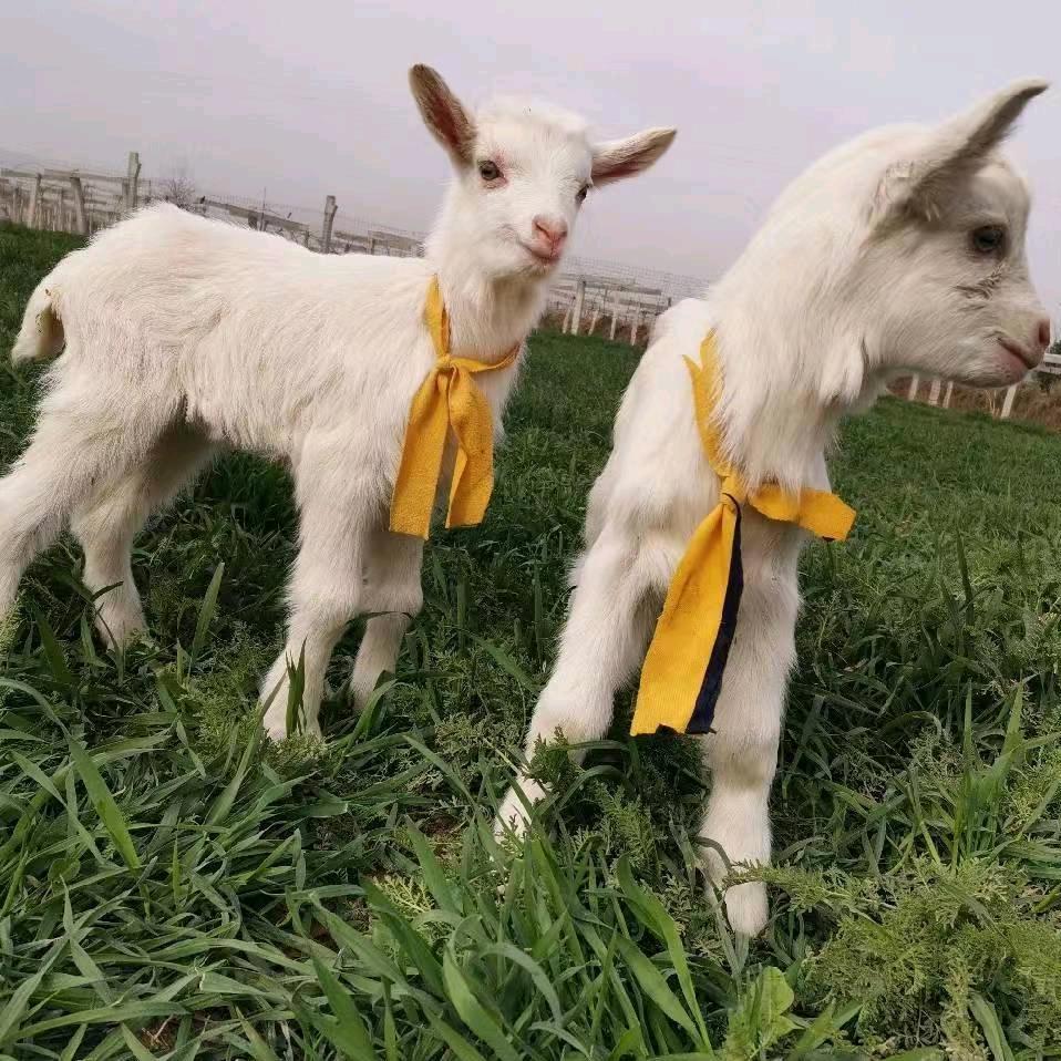 欣哥（吨级萨能奶山羊）