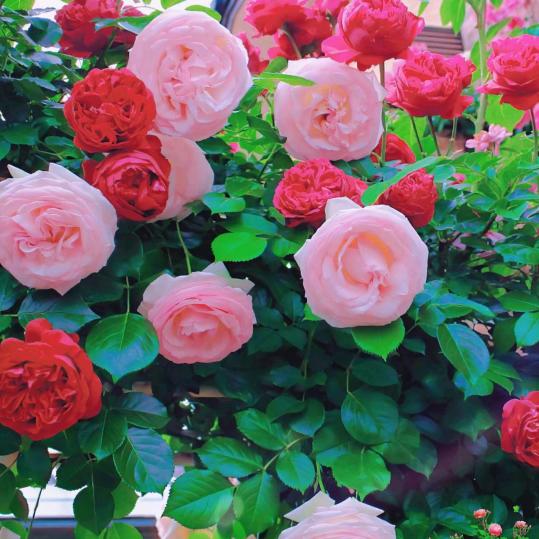 有钱花🌺