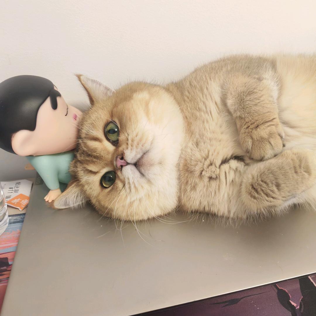 元宝大人😺