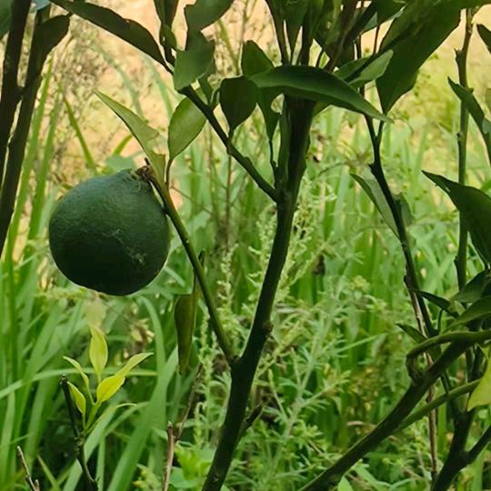 962464👑🎄🎍✍🏼