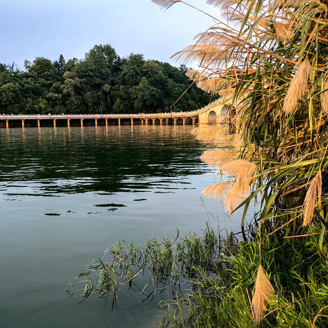 飞鱼🌿🎣