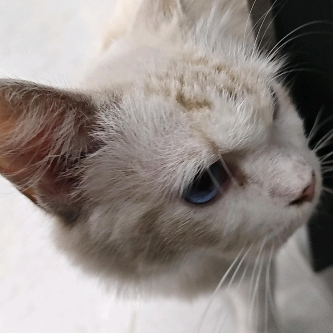 枭雄