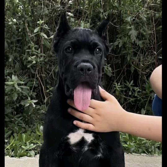 一只卡斯罗