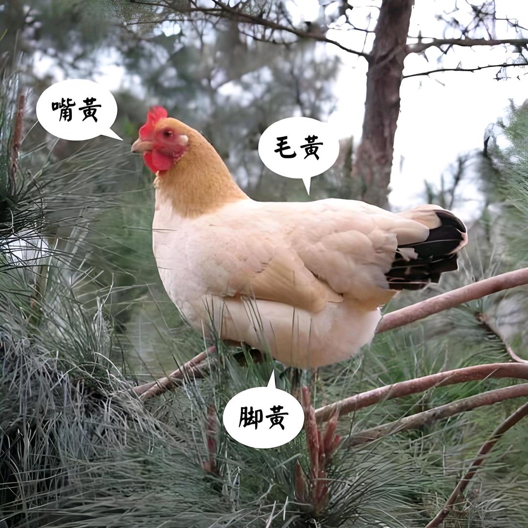 悟农鲜峰