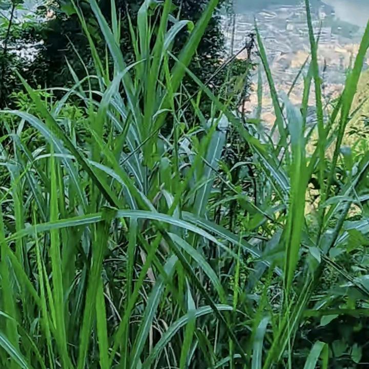 红豆