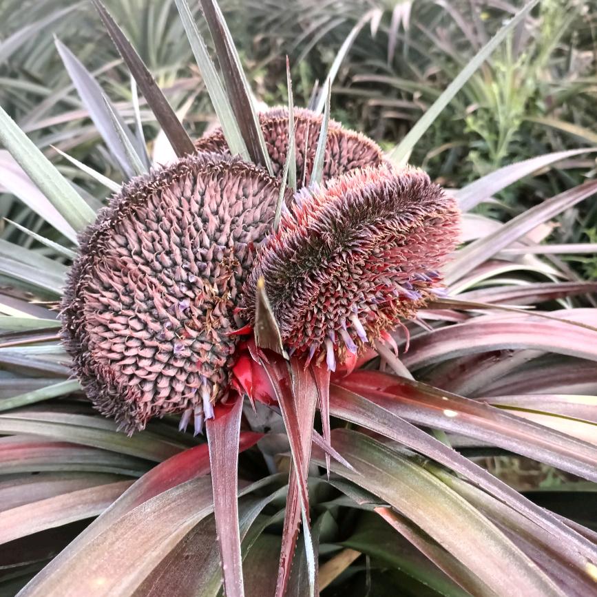 芒市果品坊