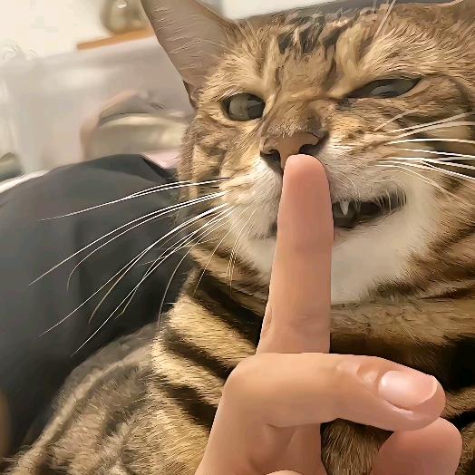 ૮ต•̤ ༝ •̤ตა