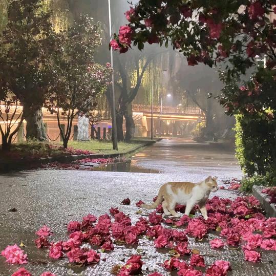 紫槐花