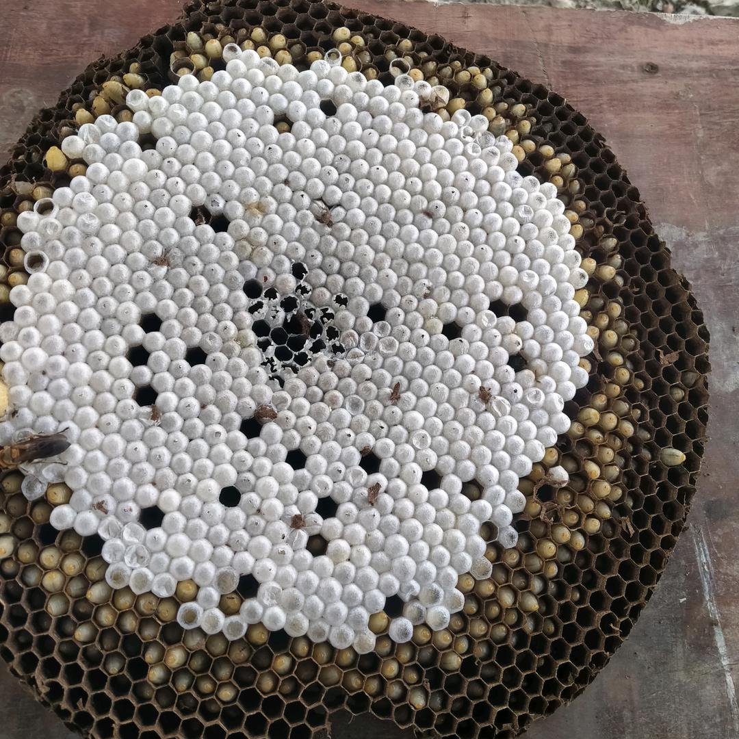 双堡蜂蛹