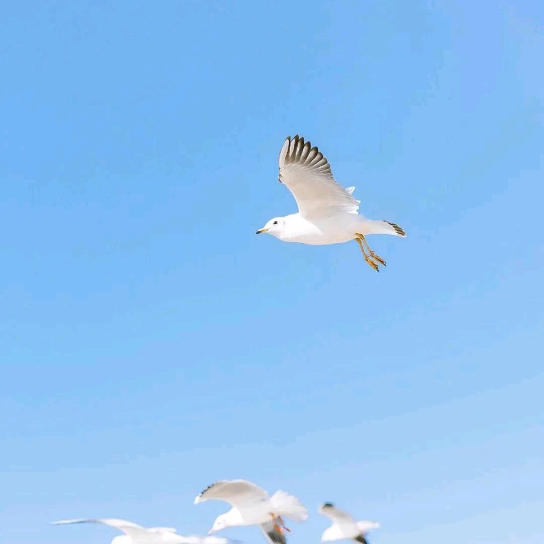 尧阿尧yao