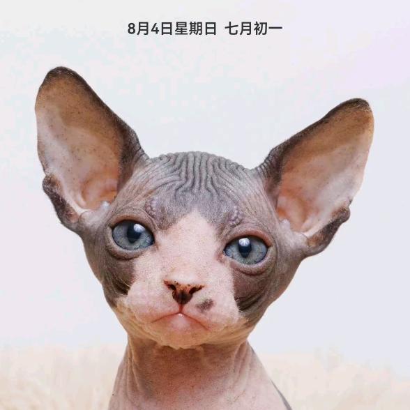 夜猫子
