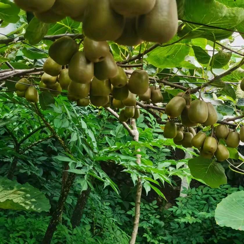 林辅（辅，导）拿今晚的