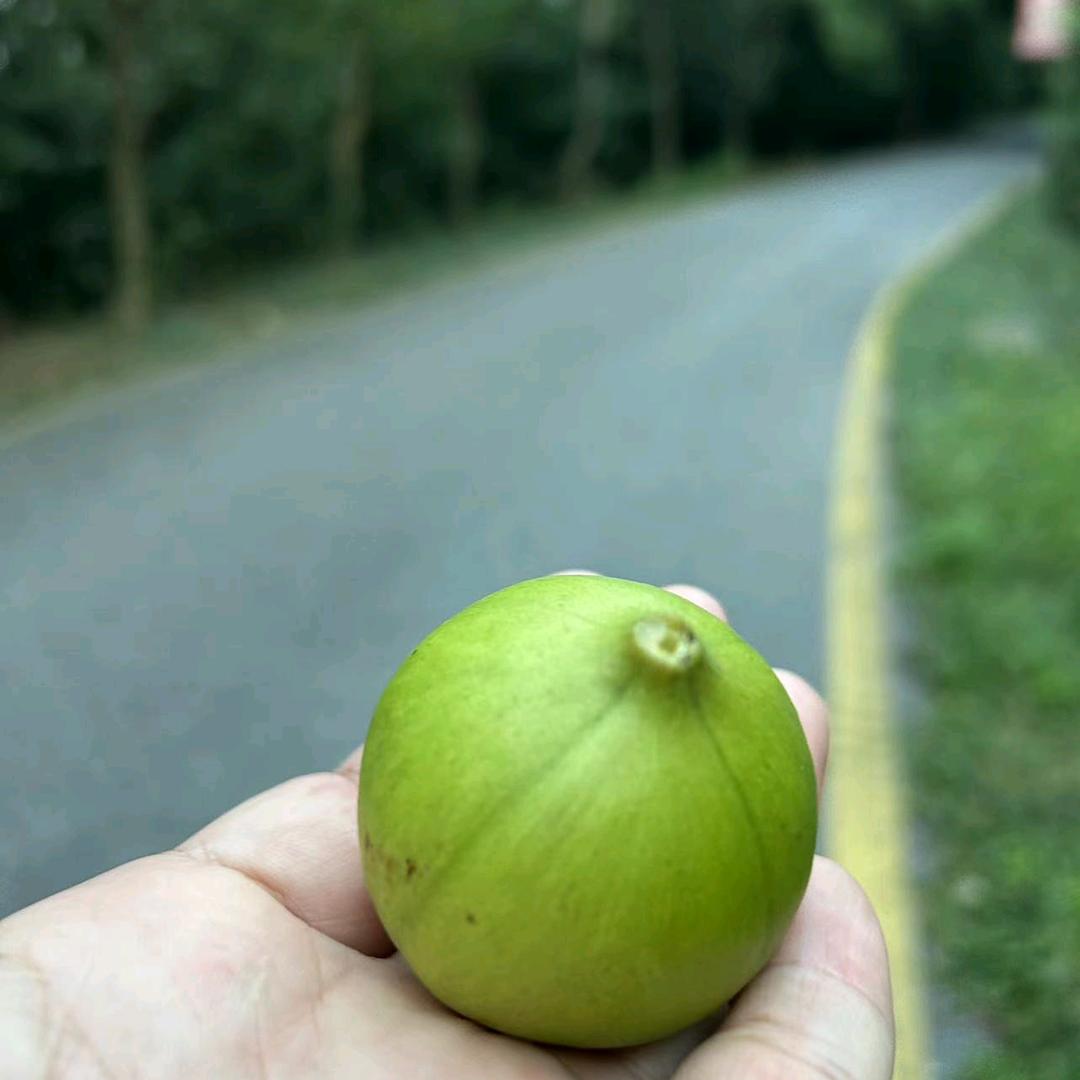 青果