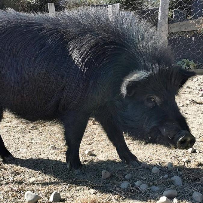 雪域  藏香猪零售店
