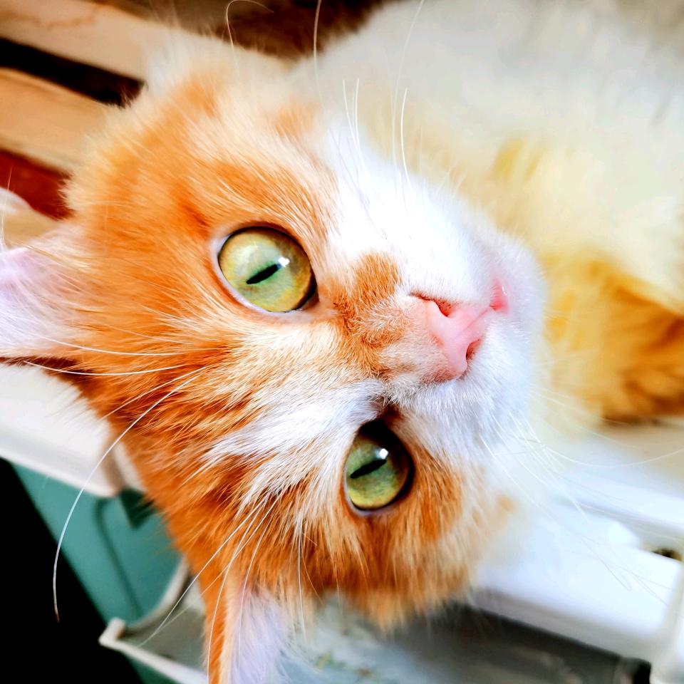 每天都不能摸鱼