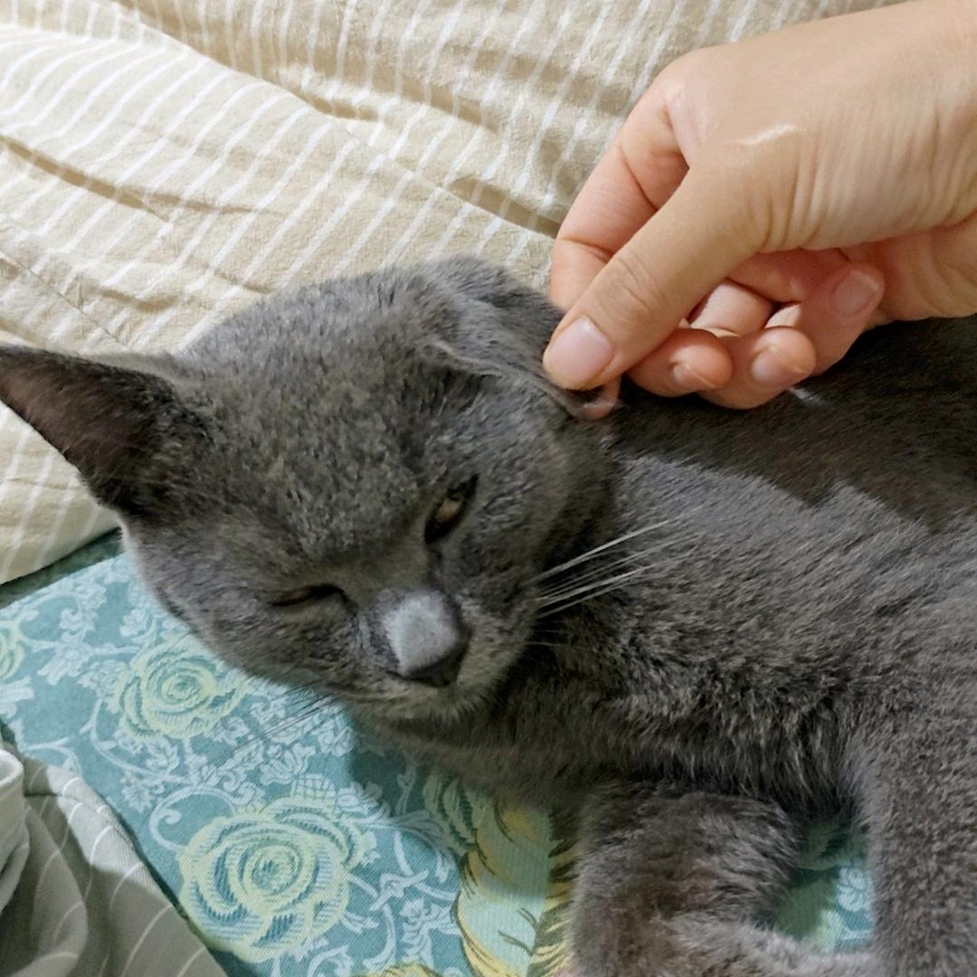 撸猫狂人日记