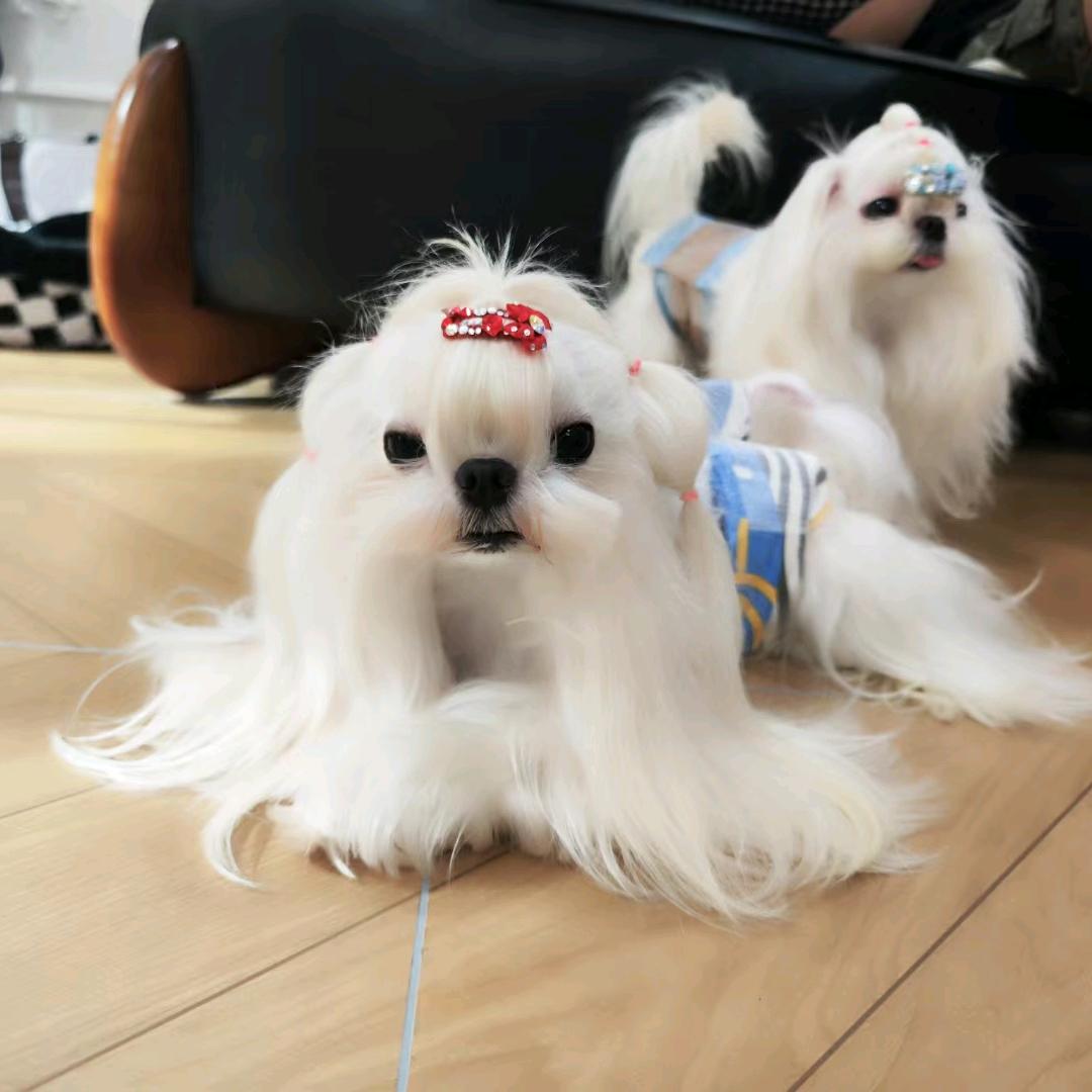 女儿奴—马尔济斯老爹