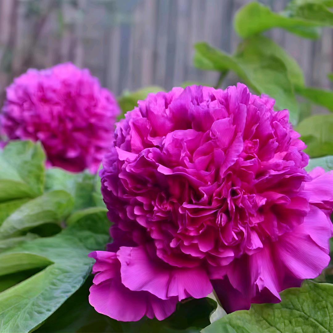 菏泽欣源牡丹