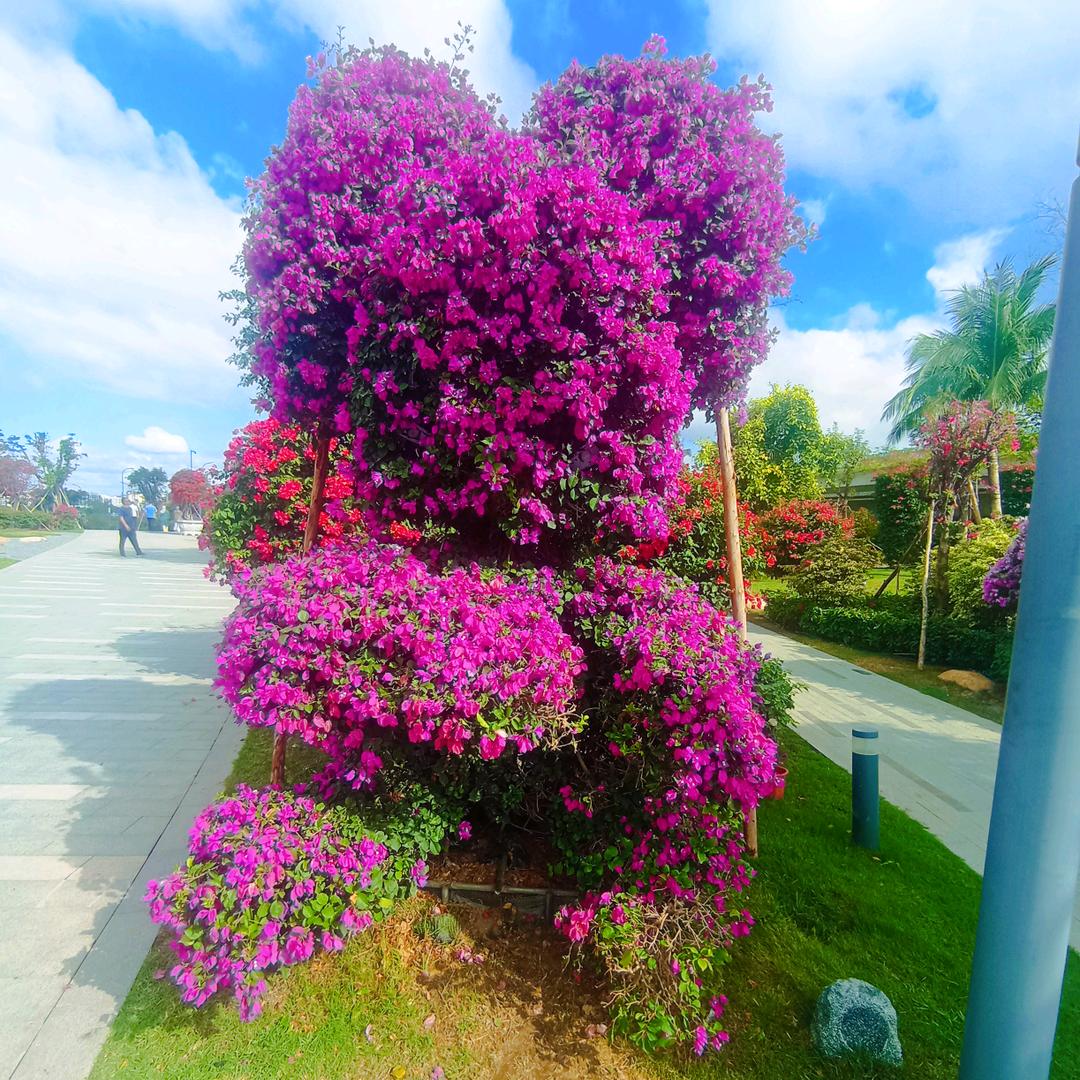 🍓草莓甜心酱🍓