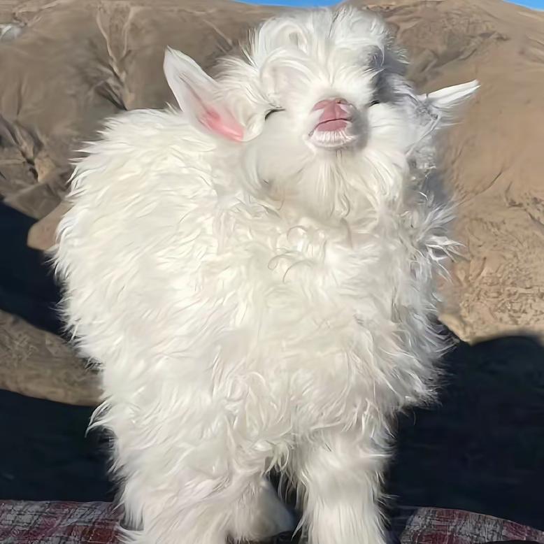超级无敌小羊🐏