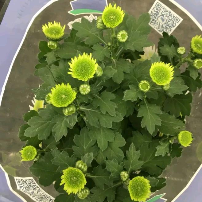 聊骨小助理1