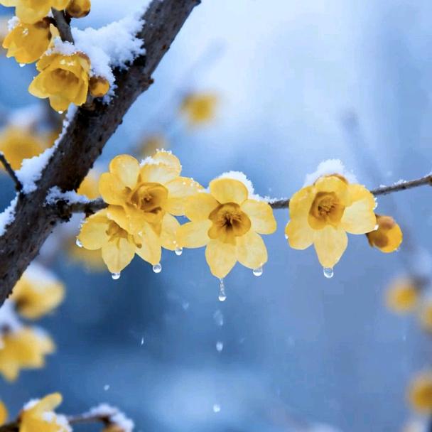 朱朱年货优选1314