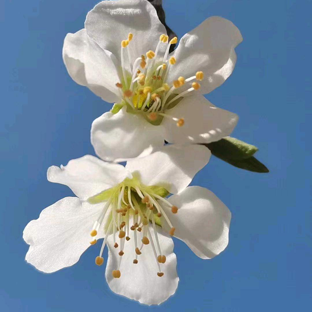 只见花开