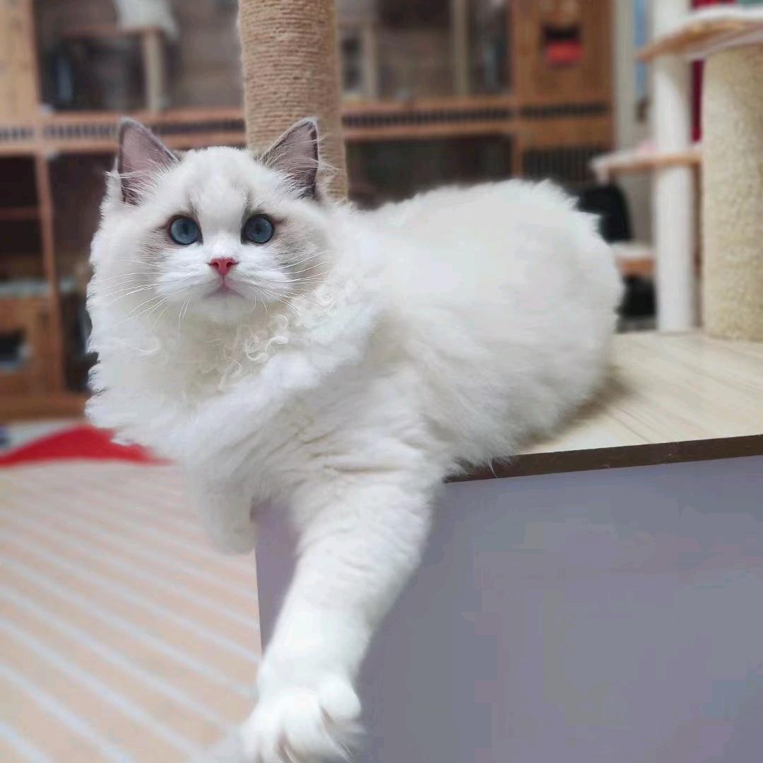 小仙女宠物猫