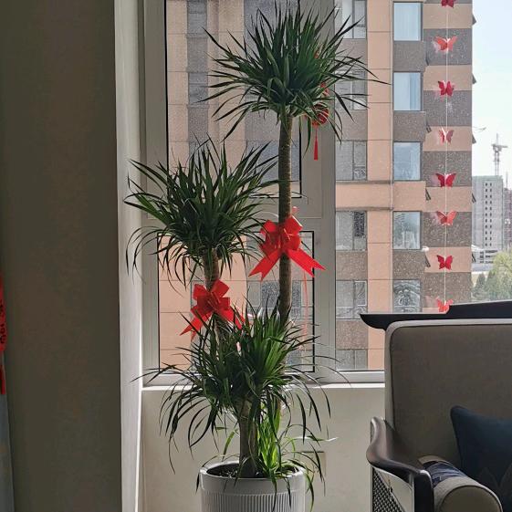 栀子花