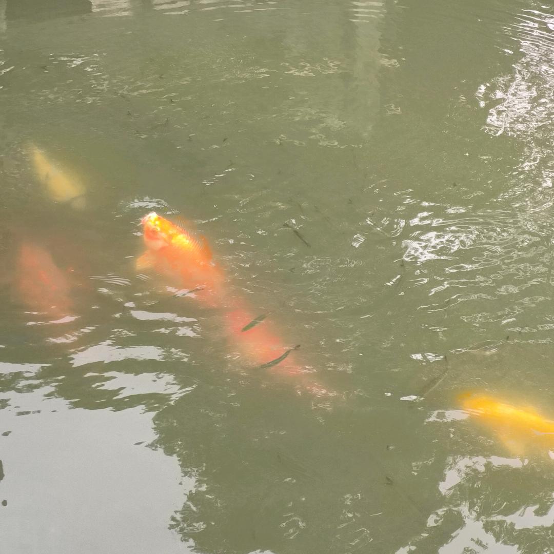丁集步步高