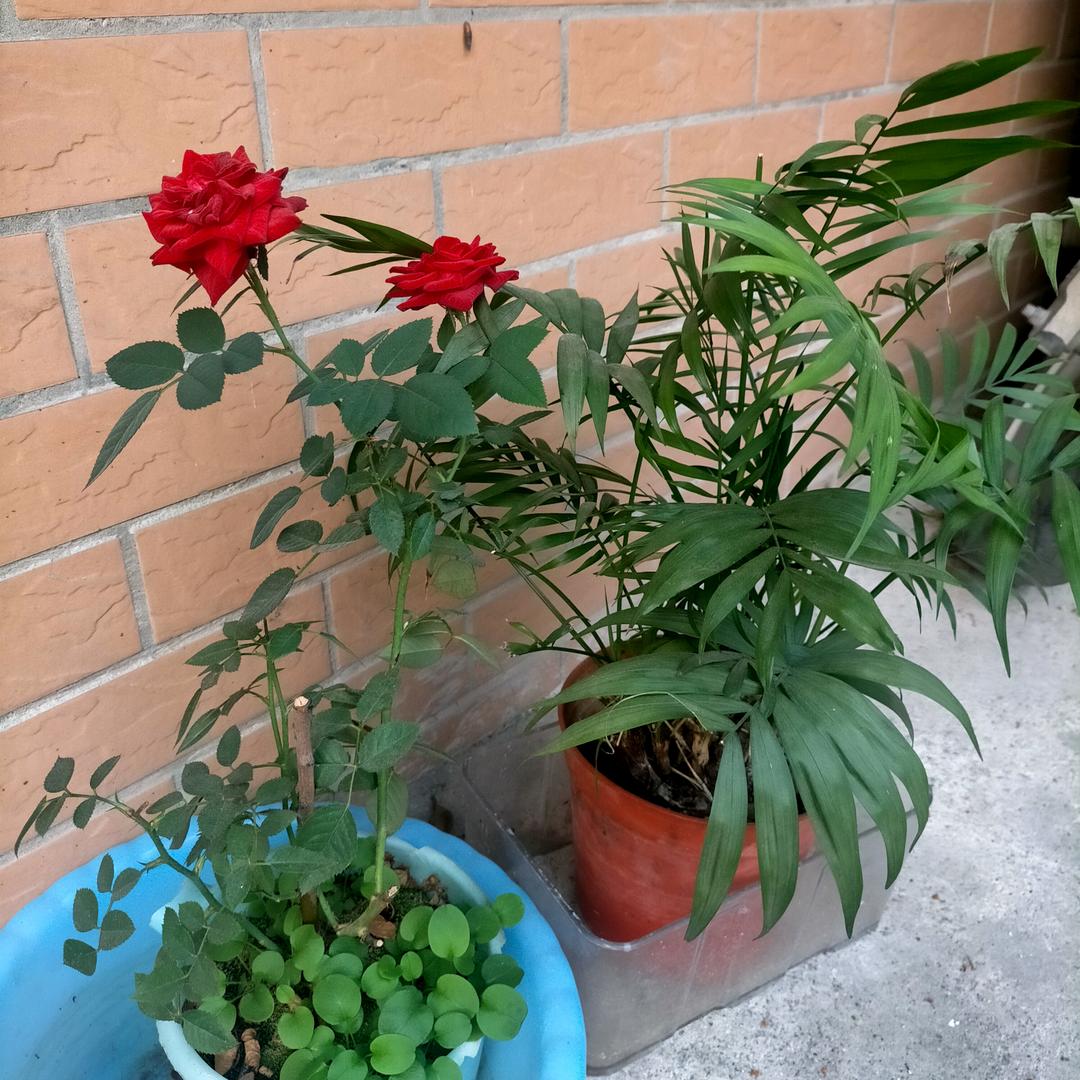 一生有您