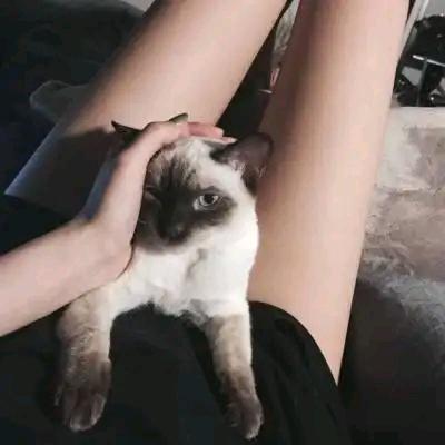 青菓