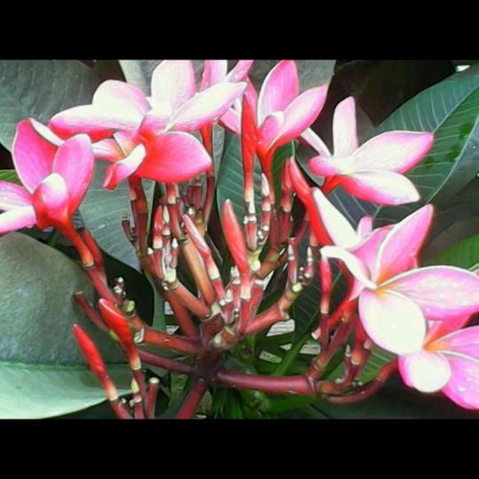 理想型永远的神